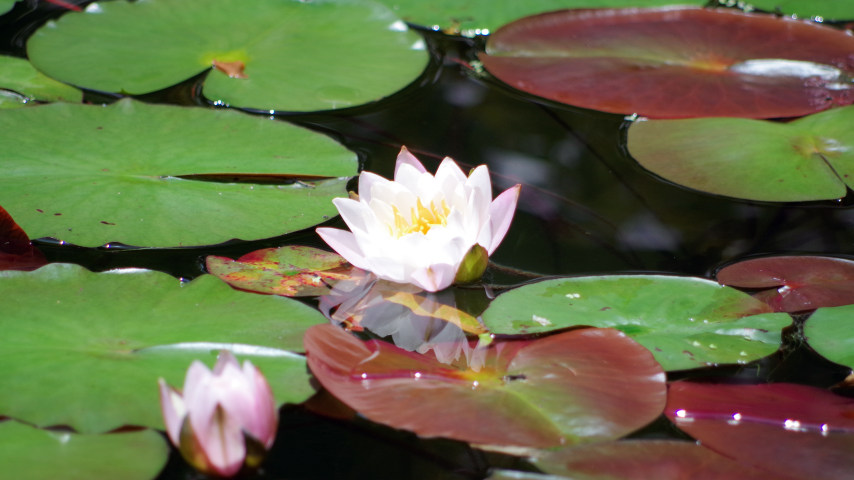 f:id:Daniel_Yang:20190718225337j:plain f:id:Daniel_Yang:20190718225337j:plain