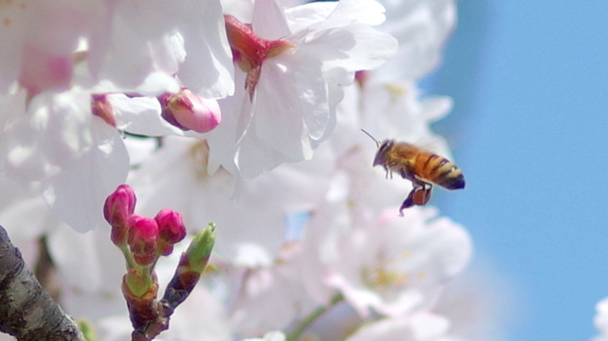 f:id:Daniel_Yang:20191007235450j:plain f:id:Daniel_Yang:20191007235450j:plain