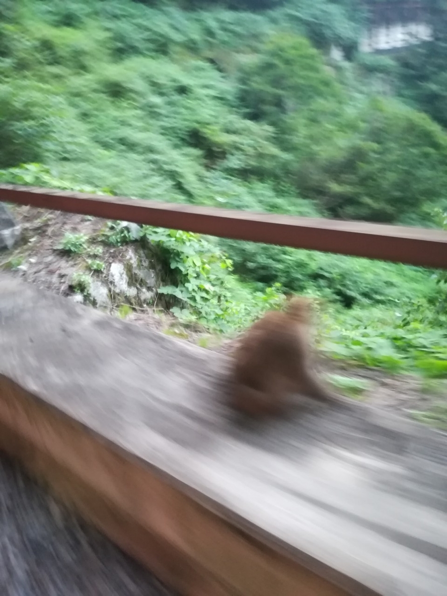 f:id:Daucas_carota:20200921224607j:plain