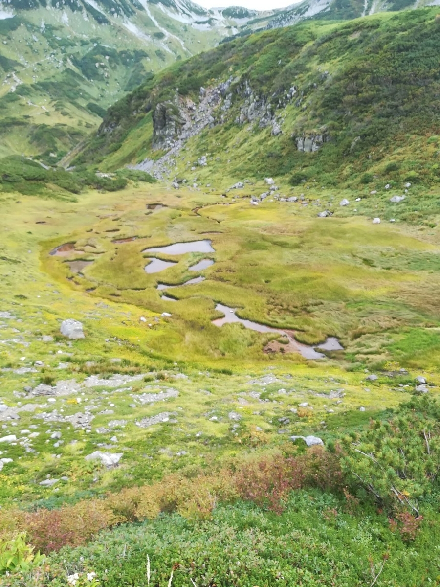 f:id:Daucas_carota:20200922115516j:plain