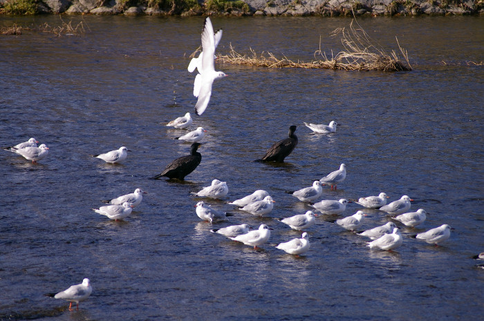 f:id:Daydreaming:20180120210404j:plain