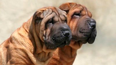 f:id:DaysLikeMosaic:20161102193916j:plain