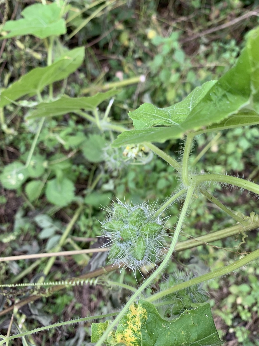 f:id:DeepForestGreen:20211010213710j:plain