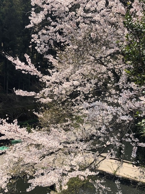 f:id:Deeparms:20190412012933j:plain f:id:Deeparms:20190412012933j:plain