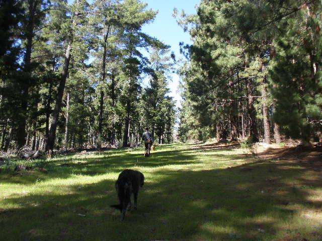 f:id:Deesydney:20200428163932j:plain
