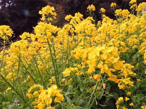 f:id:Delete_All:20190305235836j:image