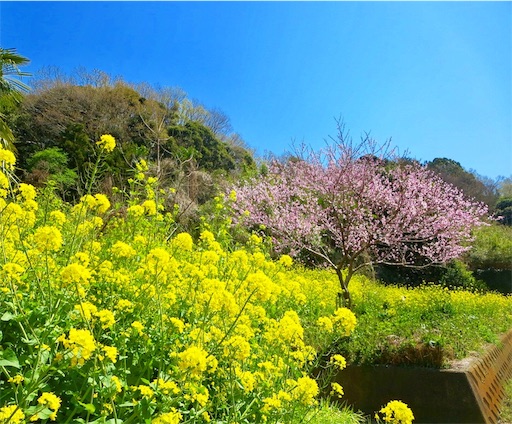 f:id:Delete_All:20200331115252j:image