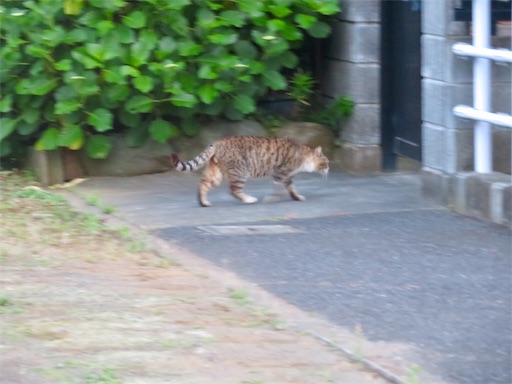 f:id:Delete_All:20200529175311j:image f:id:Delete_All:20200529175311j:image