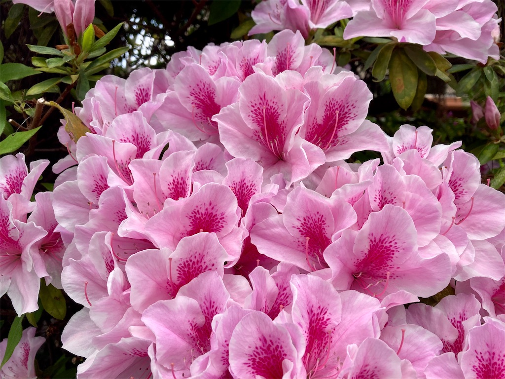 f:id:Delete_All:20210404231504j:image