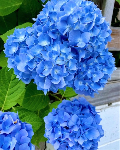 f:id:Delete_All:20220616085447j:image f:id:Delete_All:20220616085447j:image