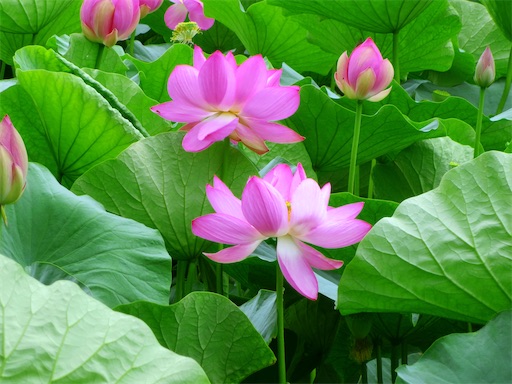 f:id:Delete_All:20230712000935j:image