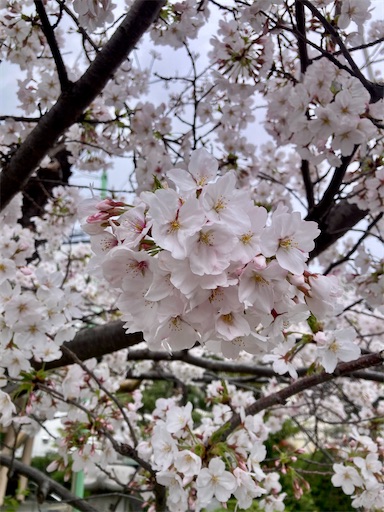 f:id:Delete_All:20260406015948j:image