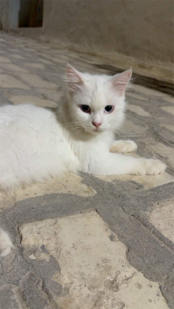 f:id:Desafian0215:20240908215906j:image