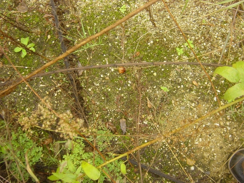 f:id:Df-kyounoyume-Sneonstiamlegnita:20111111110259j:plain f:id:Df-kyounoyume-Sneonstiamlegnita:20111111110259j:plain