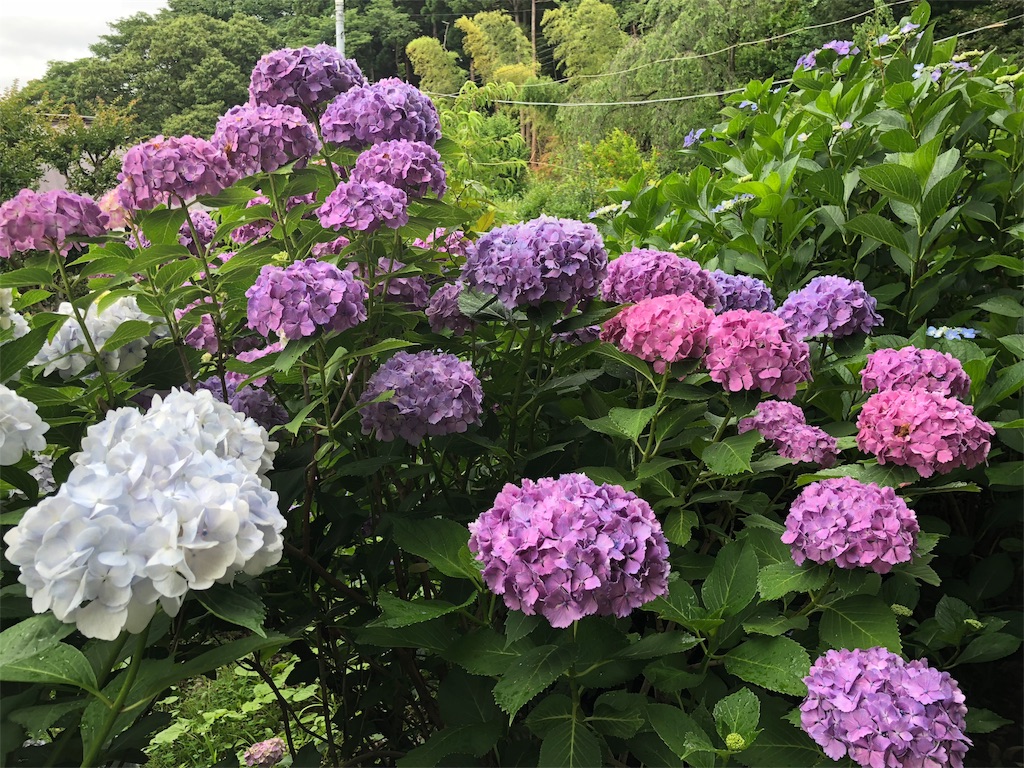 f:id:Diagonalgazer:20180721163437j:image