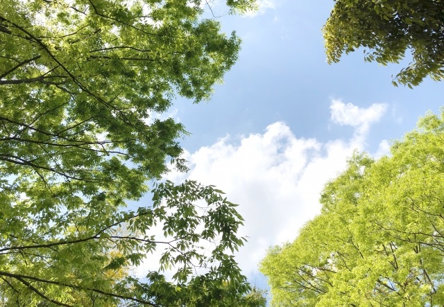 薫という名前のイメージと、初夏の薫風の風景