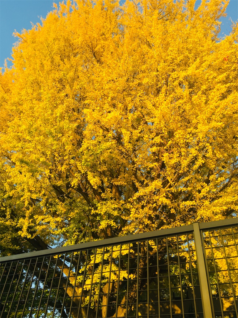 f:id:Diet_8:20181111185526j:image