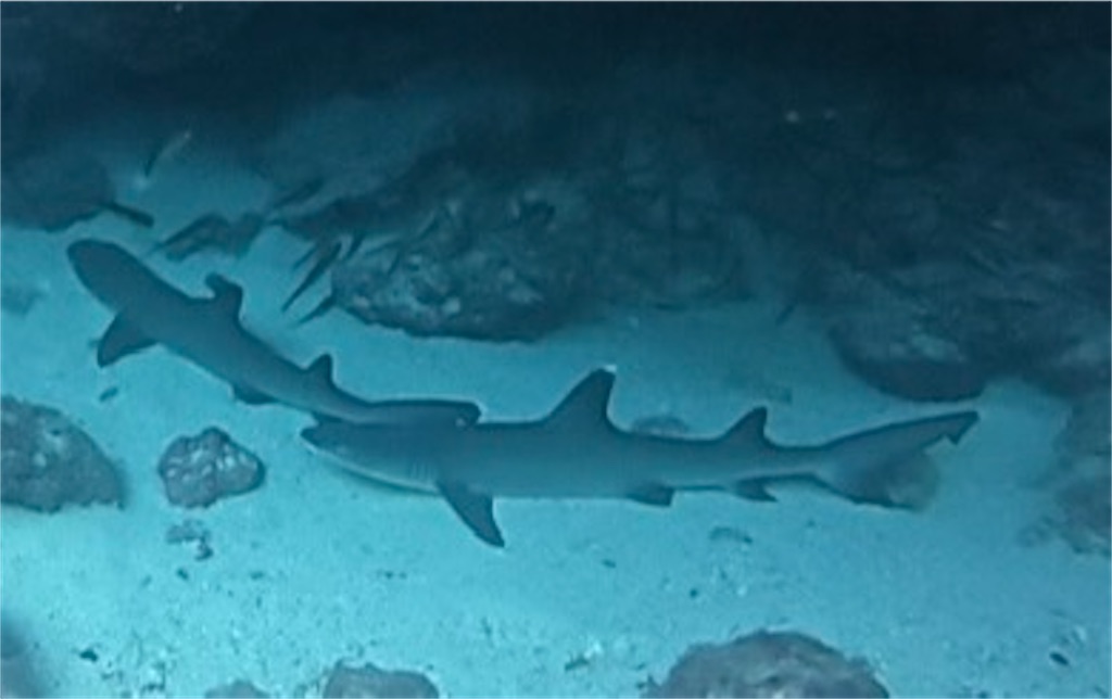 f:id:Dimeora:20251030113102j:image