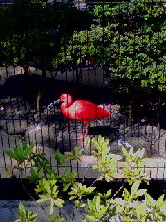 個別 アカサギ の写真 画像 Dirk Diggler S Fotolife