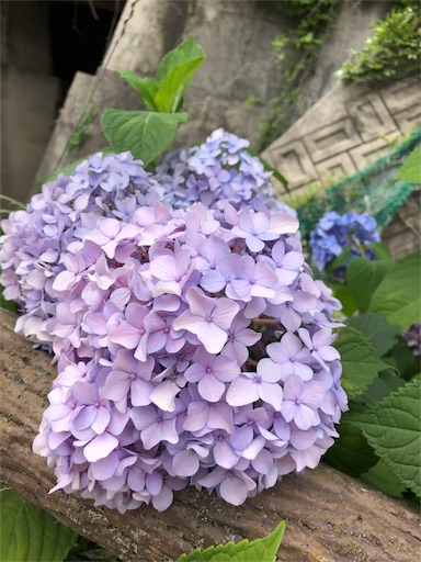 f:id:Divino:20180620215629j:image f:id:Divino:20180620215629j:image