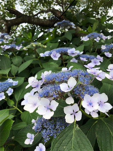 f:id:Divino:20180624125307j:image f:id:Divino:20180624125307j:image