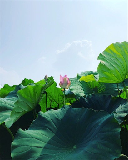 f:id:Divino:20180728213006j:image f:id:Divino:20180728213006j:image