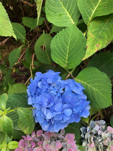 f:id:Divino:20180823210339j:image f:id:Divino:20180823210339j:image