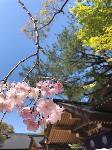 f:id:Divino:20190408140338j:image f:id:Divino:20190408140338j:image
