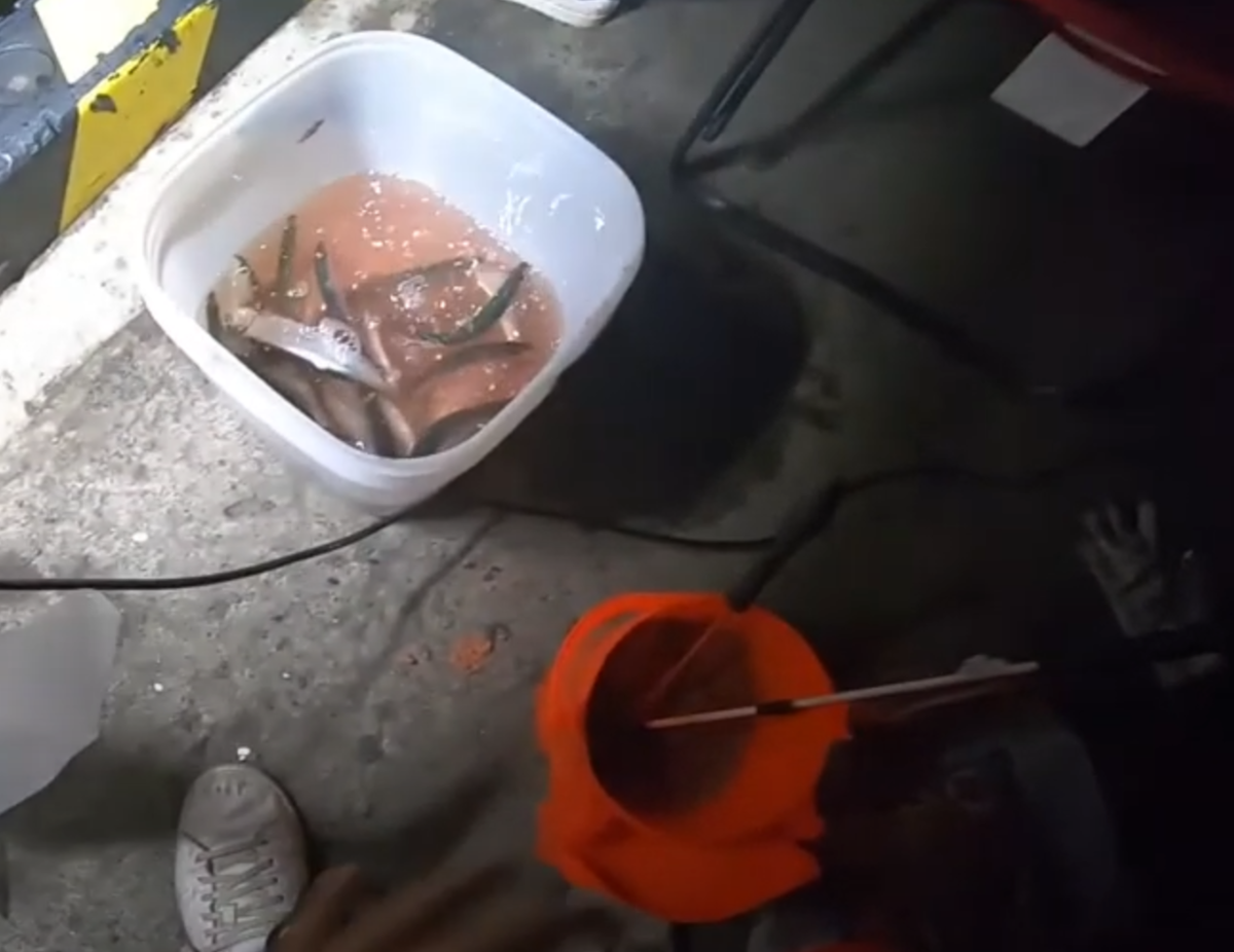 ニシン サビキ釣り レンログ