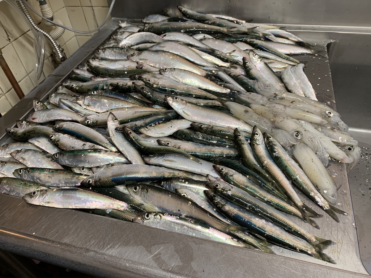 ニシン サビキ釣り レンログ