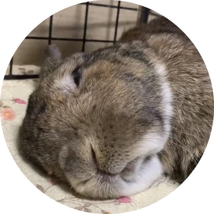 くりおくん