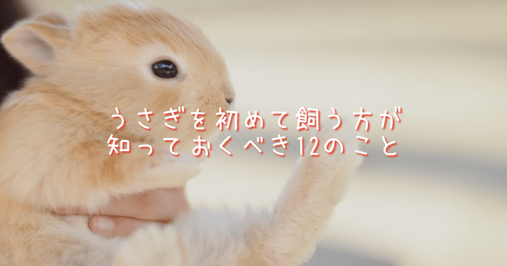 うさぎを初めて飼う方が知っておくべき12のこと