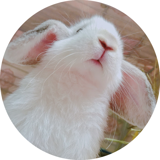 f:id:DoNbeh_G:20181127221823p:plain リンクくん