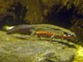 [生物]井守：さいたま水族館