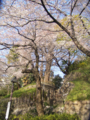 [桜]王子駅 音無親水公園の桜