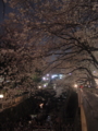 [桜]王子駅 音無親水公園の夜桜