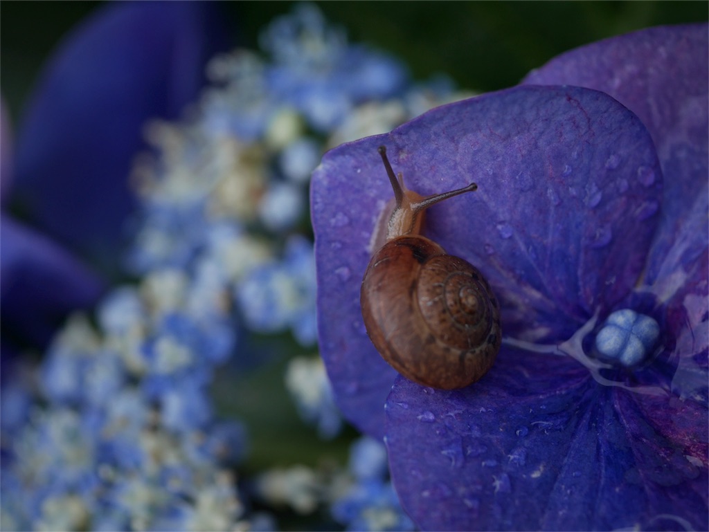 f:id:DocSeri:20180606233010j:image