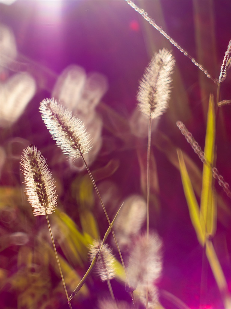 f:id:DocSeri:20180826210412j:image