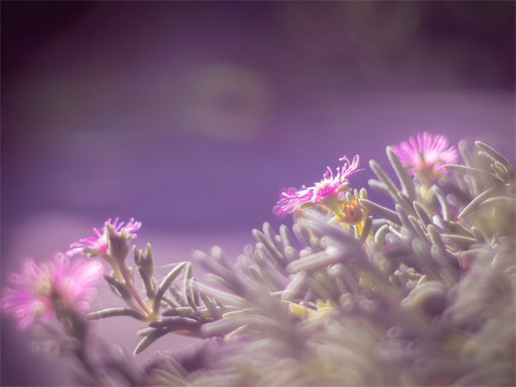 f:id:DocSeri:20180826210417j:image