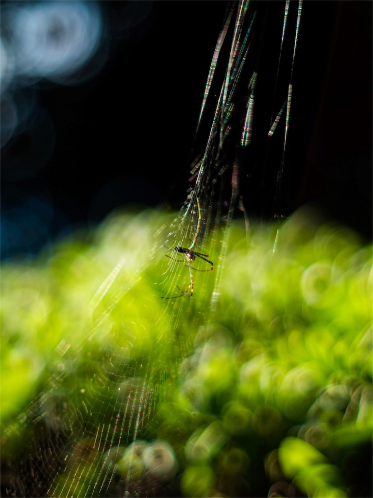 f:id:DocSeri:20180826222821j:image