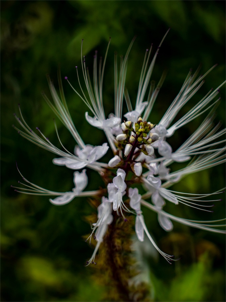 f:id:DocSeri:20180826223205j:image