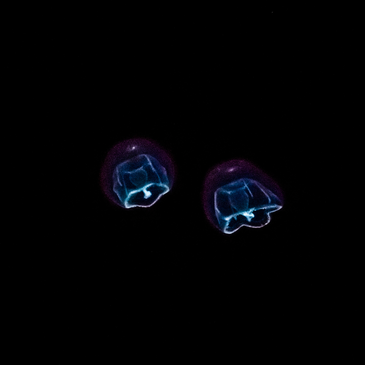 f:id:DocSeri:20180924132732j:plain
