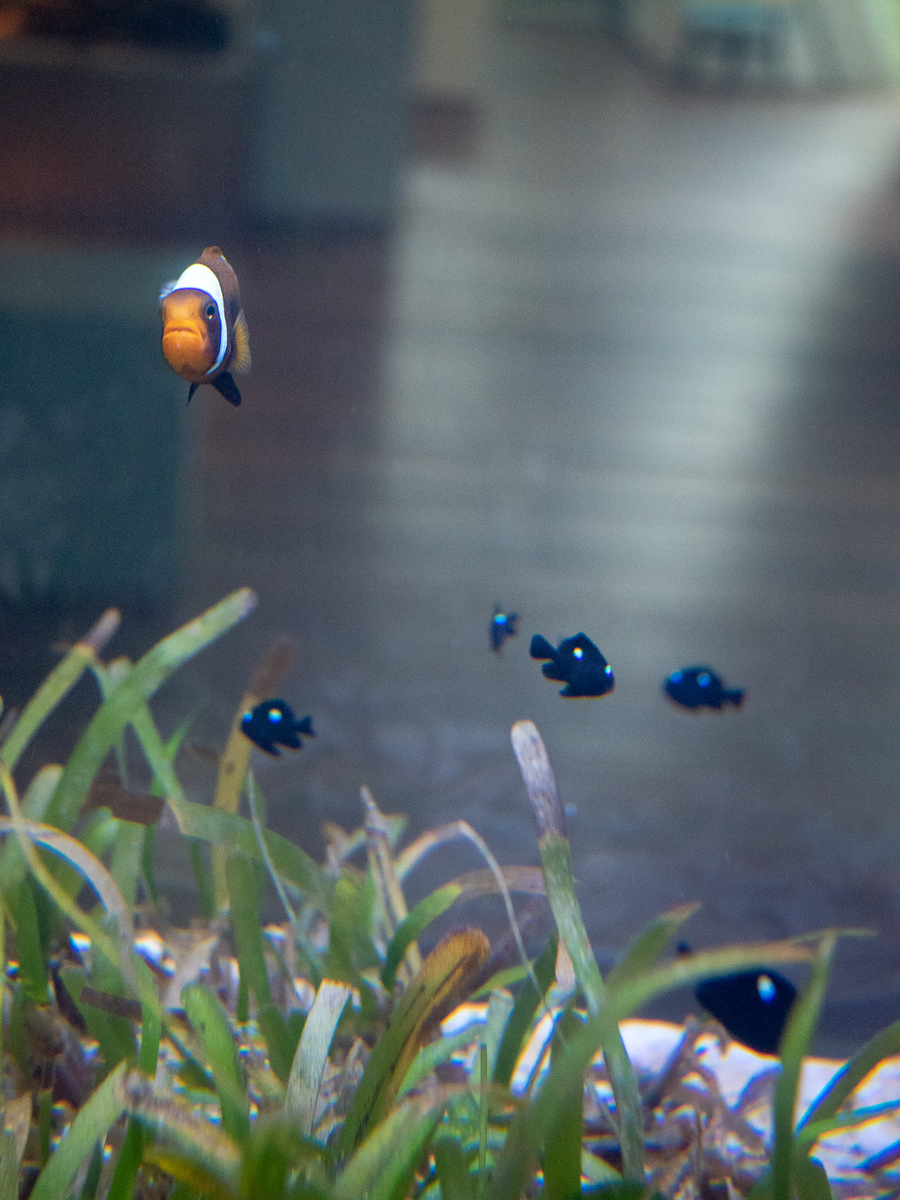 f:id:DocSeri:20180924135652j:plain