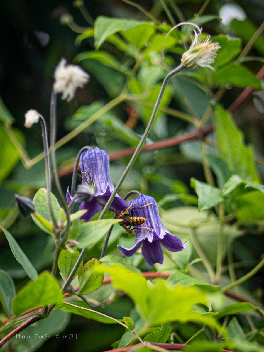 f:id:DocSeri:20190628134958j:plain