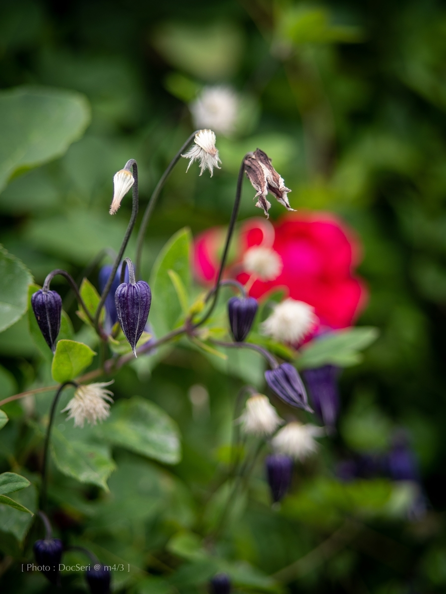f:id:DocSeri:20190628135254j:plain