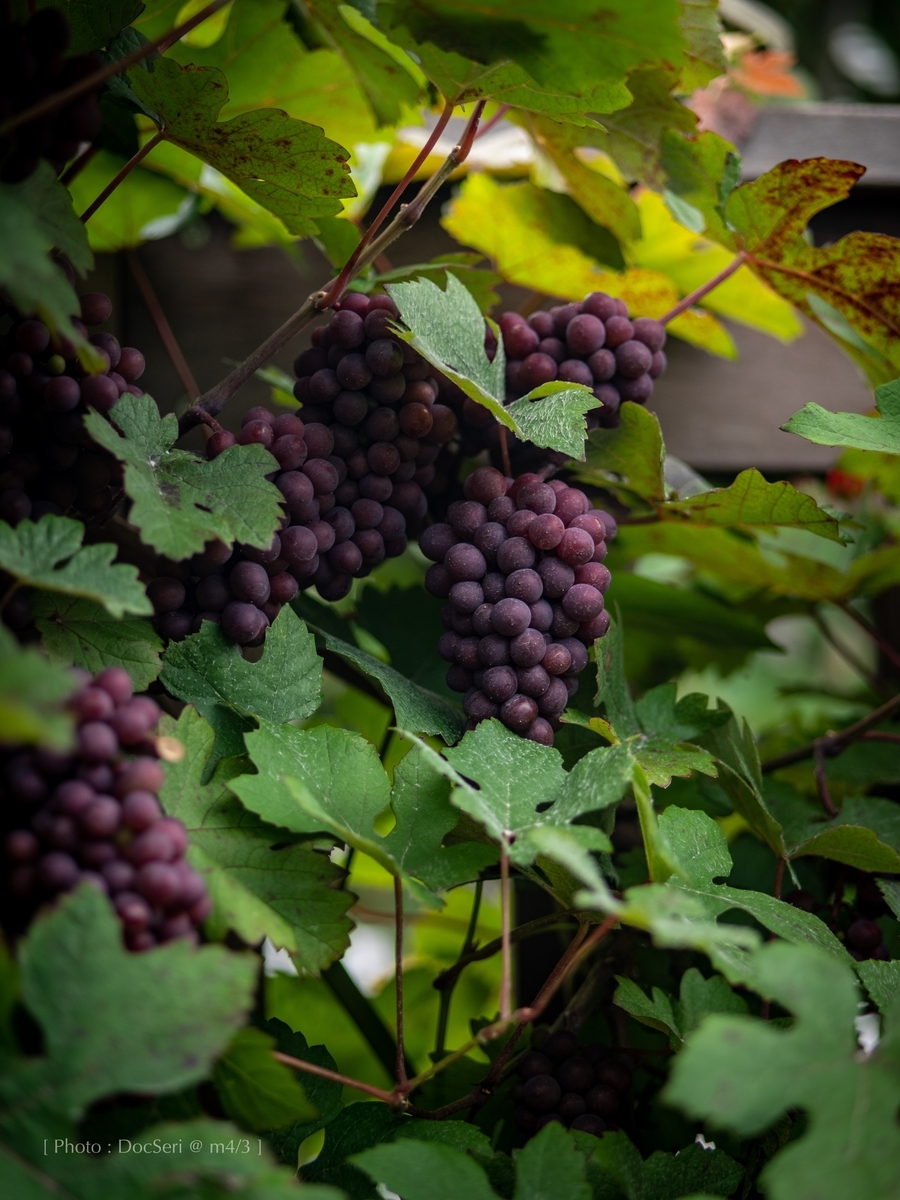 f:id:DocSeri:20190628135926j:plain