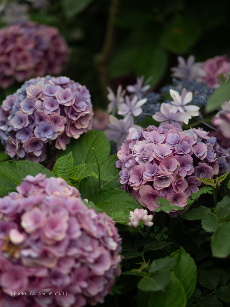 f:id:DocSeri:20190628140851j:plain