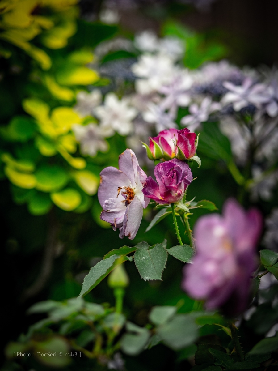 f:id:DocSeri:20190628140912j:plain