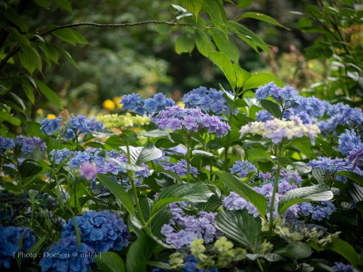 f:id:DocSeri:20190628141518j:plain