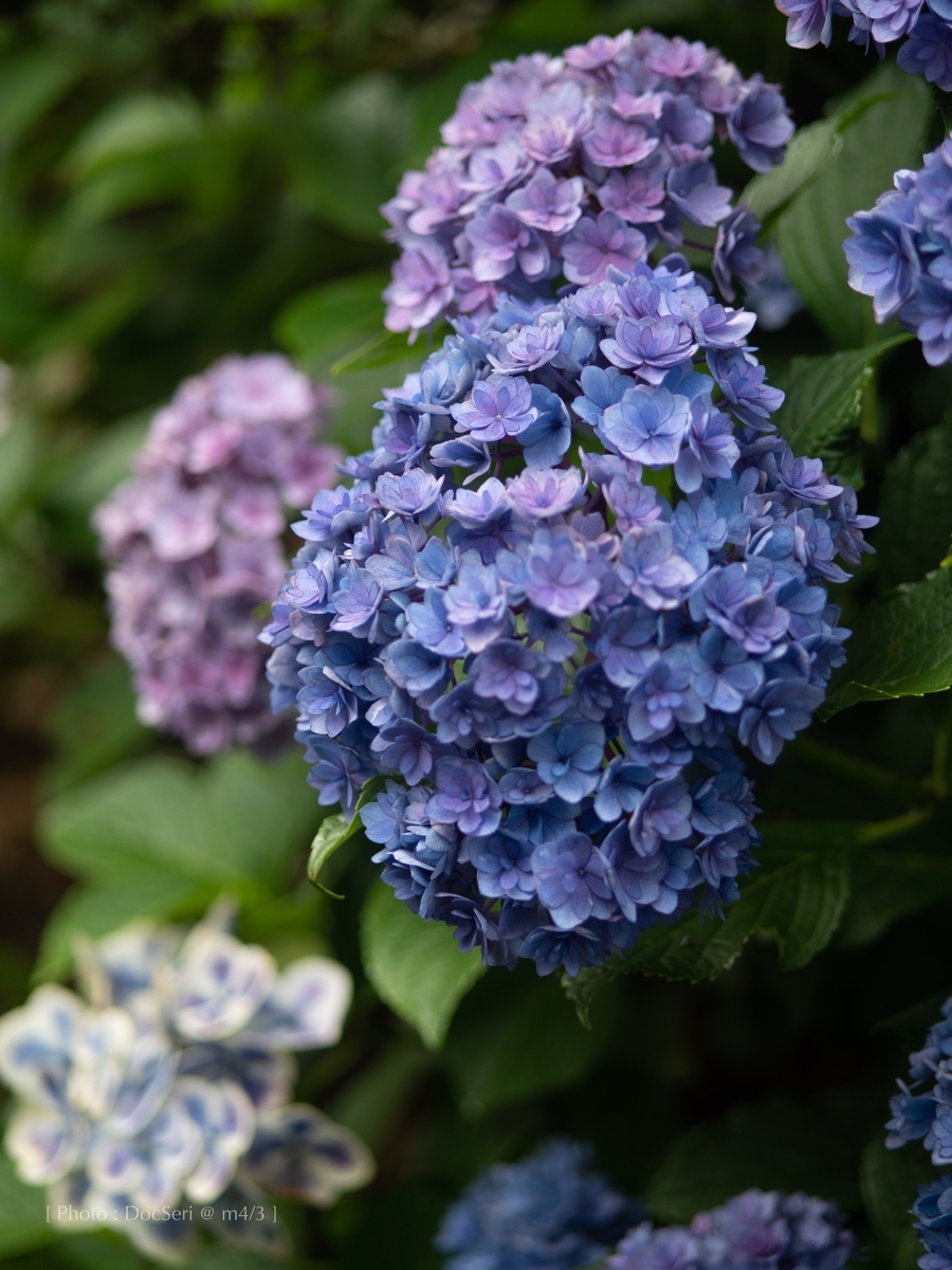 f:id:DocSeri:20190628141609j:plain